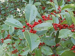 葉子,漿果,滴液植物葉子
