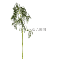 竹,廠,健康