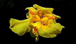 花,虹膜,黄色