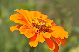 嬌琴紗,橙,開花