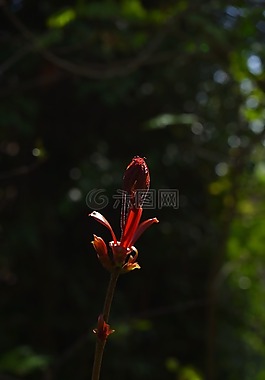 芽,楓葉分支,科