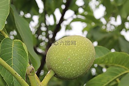 核桃,酸,干果
