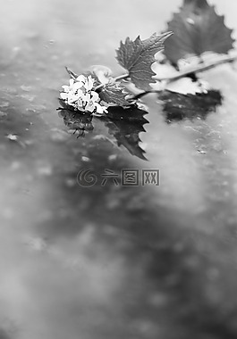 花,春,雨