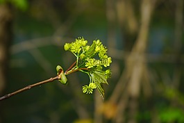 芽,楓葉分支,科
