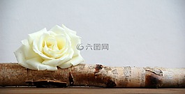 性質(zhì),木,玫瑰