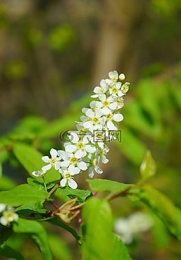 花序,鮮花,白