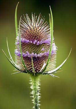 teasel,植物,花