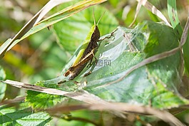 格栅,绿色,昆虫