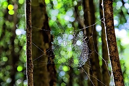 性質(zhì),綠色,web