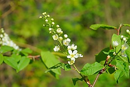花序,鮮花,芽