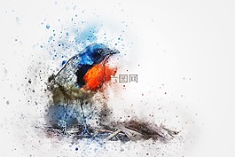 鳥,知更鳥,羽毛