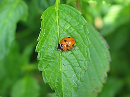 瓢蟲,bug,甲蟲