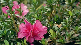 花,綠色,美麗