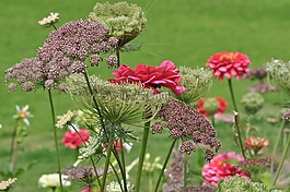 床,鮮花,花園