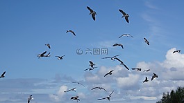 鳥,的,海