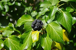 常春藤,漿果,黑色