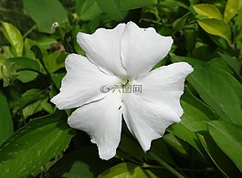 白夫人,花,白