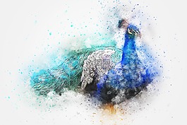 鳥,孔雀,羽毛