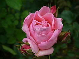 羅莎,花,玫瑰