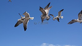 鳥,的,海