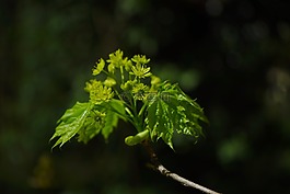 芽,楓葉分支,科