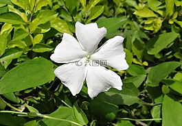 白夫人,花,白
