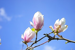 郁金香 玉蘭,鮮花,blütenmeer