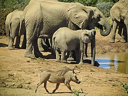 大象,野豬,野生動物