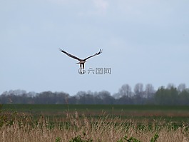 猛禽,翼,鳥