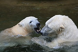 icebear,动物,白