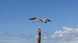 鳥,的,海