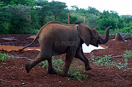 小象,野生動物,自然