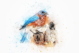 鳥,顏色,羽毛