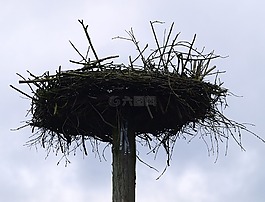 storchennest,鸟,鸟巢