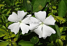 白夫人,花,白
