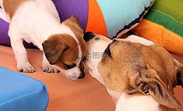 狗,小狗,杰克羅素