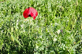 klatschmohn,罌粟花,罌粟
