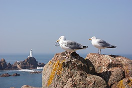 海鷗,巖,鳥