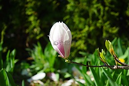 開花,單花,郁金香 玉蘭