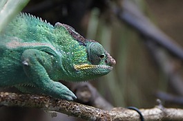 變色龍,綠色,爬行動物