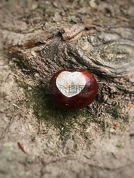 七葉樹(shù),板栗,自然