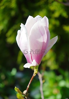 開花,單花,宏