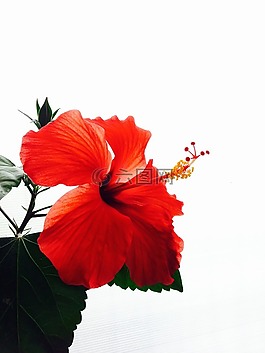 槿,紅色,鮮花