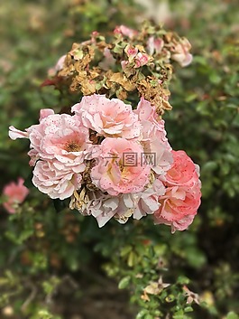 鮮花,玫瑰,粉紅色