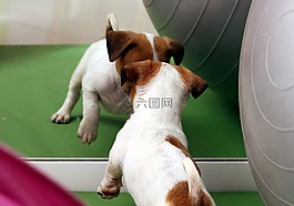 狗,小狗,杰克羅素
