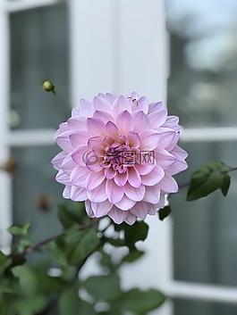 大麗花,花的,花