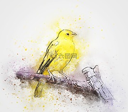 鳥,顏色,羽毛