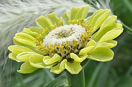 開(kāi)花,嬌琴紗,宏