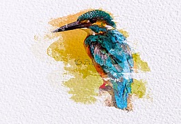 鳥,羽毛,自然