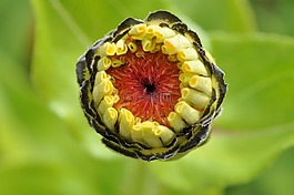 芽,開花,宏